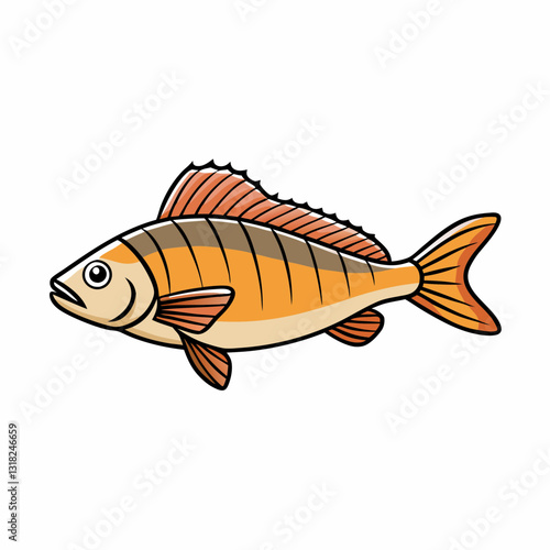 perch fish on a white background