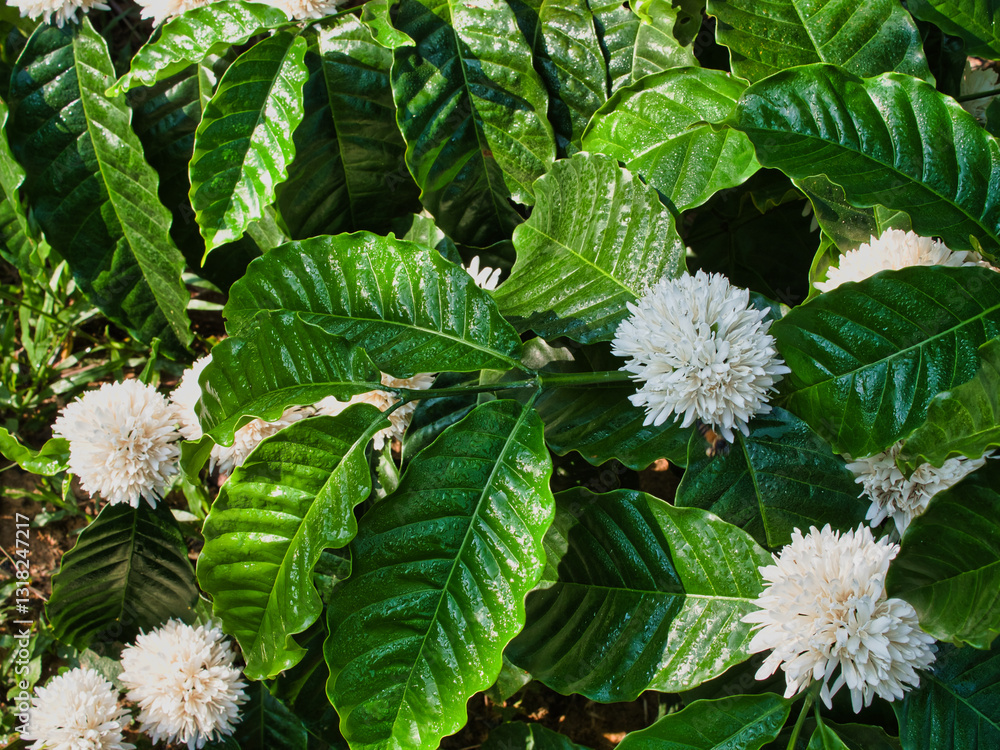 White coffee flowers in the garden, bees are climbing and sucking nectar. White coffee flowers in the garden, bees are climbing and sucking nectar.
