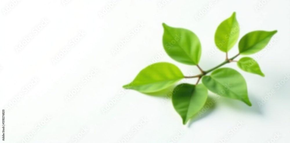 Fototapeta premium Single branch with leaves on white background, green, single