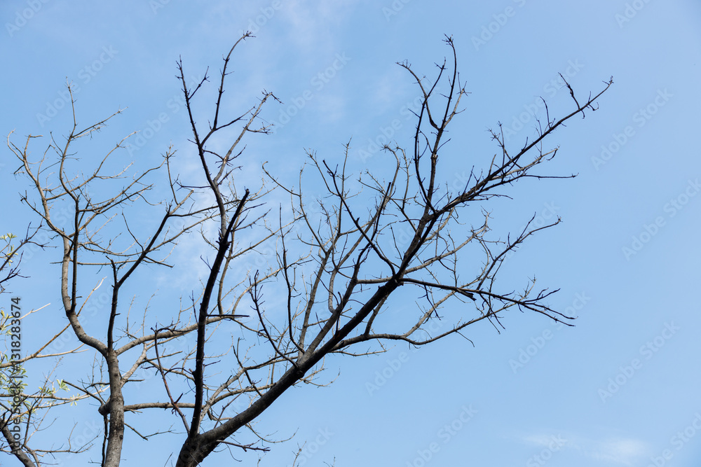 Drought Tree branches reaching high against blue sky. Drought Tree branches reaching high against blue sky.
