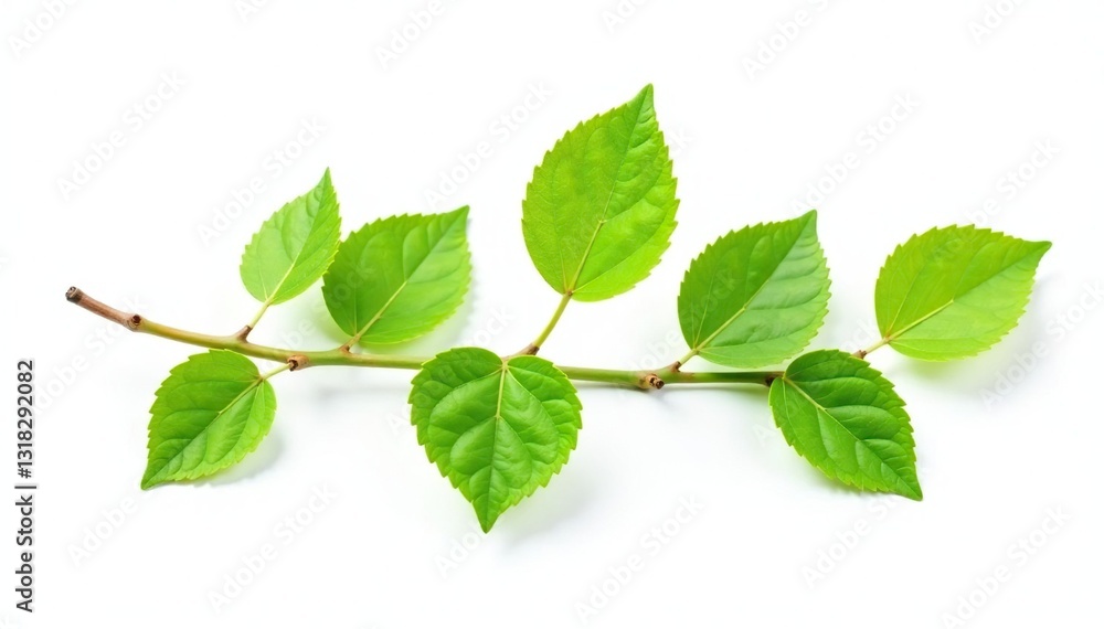 Single branch with leaves isolated on white background, branches, isolated object, single element Single branch with leaves isolated on white background, branches, isolated object, single element