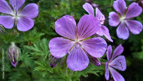 Purple hardy geranium cranesbill ‘Rozanne’ in flower.