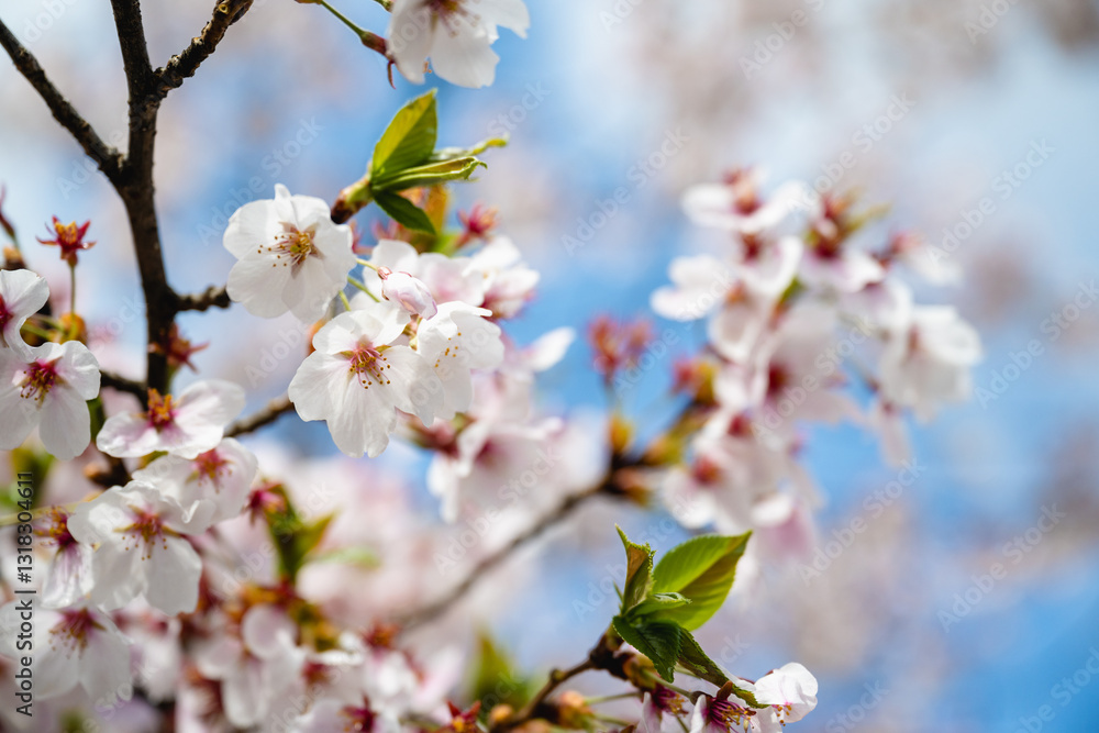 Blooming cherry blossoms and blue sky. Capture cherry blossom trees in bloom. Spring, nature and cherry blossom festival. Spring cherry blossom blooming scene in April. Blooming cherry blossoms and blue sky. Capture cherry blossom trees in bloom. Spring, nature and cherry blossom festival. Spring cherry blossom blooming scene in April.