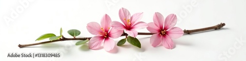Single branch with flowers and leaves on a white surface, isolated, plant, solo