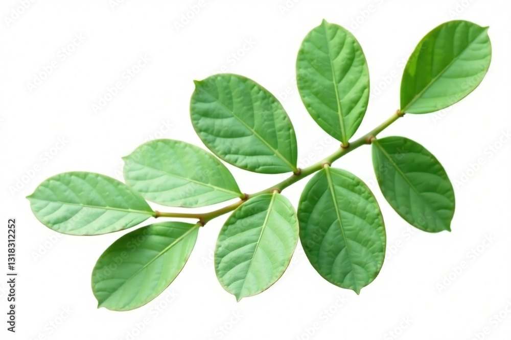 Single eucalyptus leaf isolated on white background, tree, isolated Single eucalyptus leaf isolated on white background, tree, isolated
