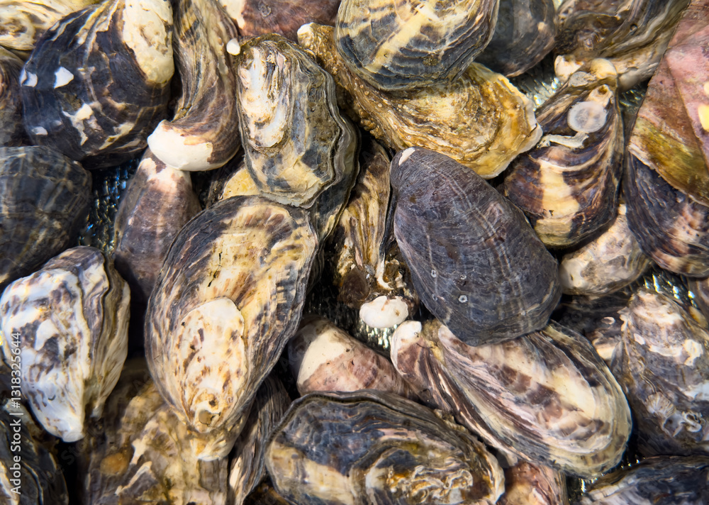 Fresh live different sizes oysters. Fresh raw oysters as background. Top view Fresh live different sizes oysters. Fresh raw oysters as background. Top view