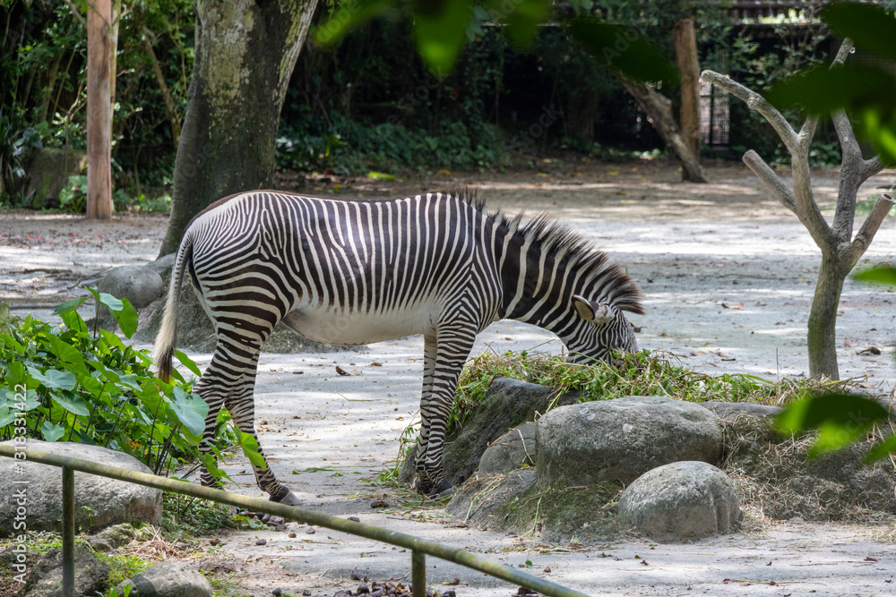 Zebras in a zoo in Singapore