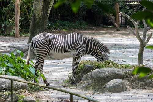 Obraz na płótnie Zebras in a zoo in Singapore w salonie
