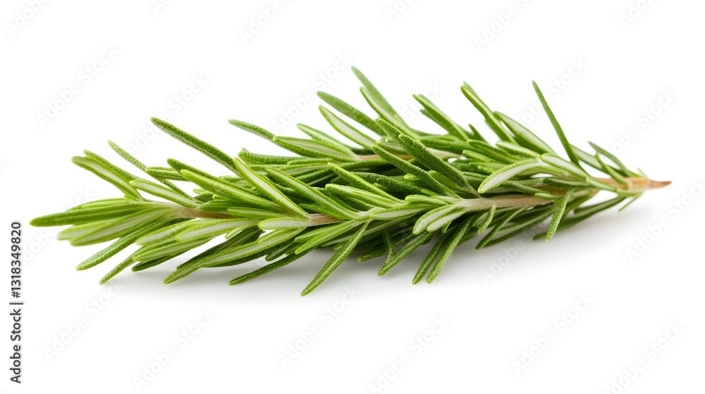 Detailed Sprig of Aromatic Rosemary Herb on White Background Detailed Sprig of Aromatic Rosemary Herb on White Background