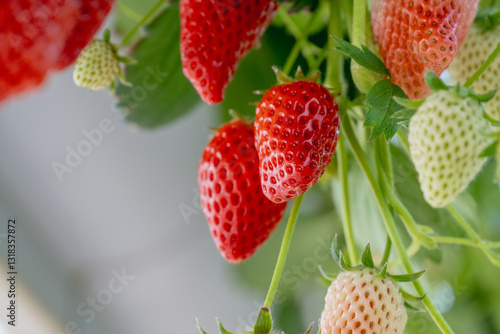 Greenhouse strawberry cultivation in Japan. Strawberry picking experience . . strawberry hanging from the tree
