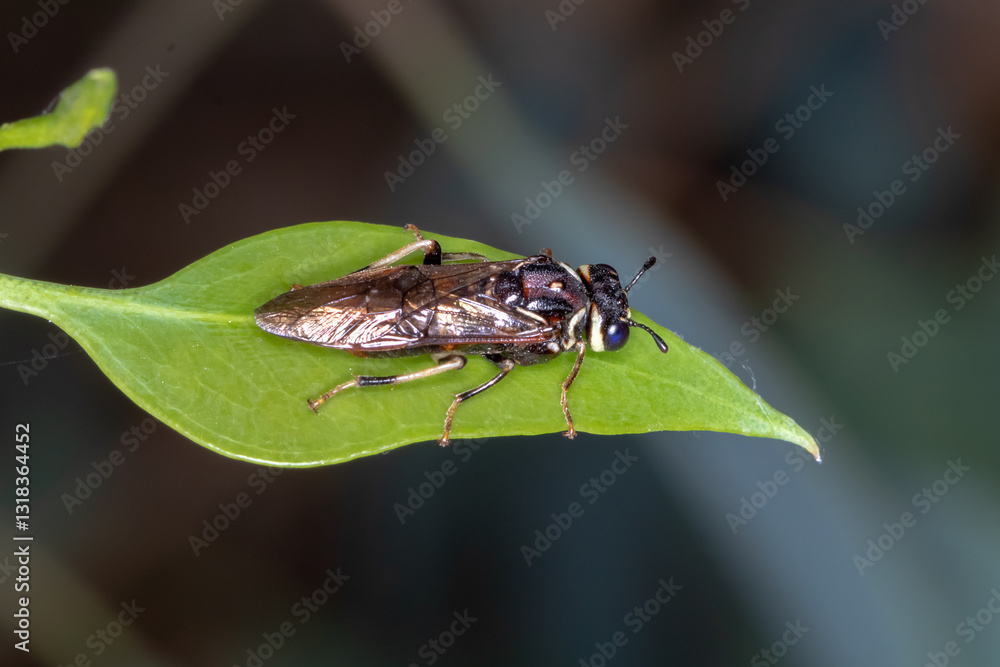 Pergagrapta spinolae � A Unique Sawfly on Foliage Pergagrapta spinolae � A Unique Sawfly on Foliage