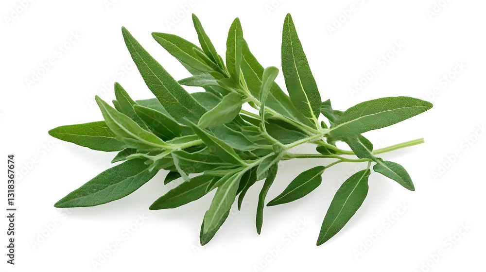 Freshly Harvested Tarragon Sprig with Elongated Leaves on Isolated White Background Freshly Harvested Tarragon Sprig with Elongated Leaves on Isolated White Background