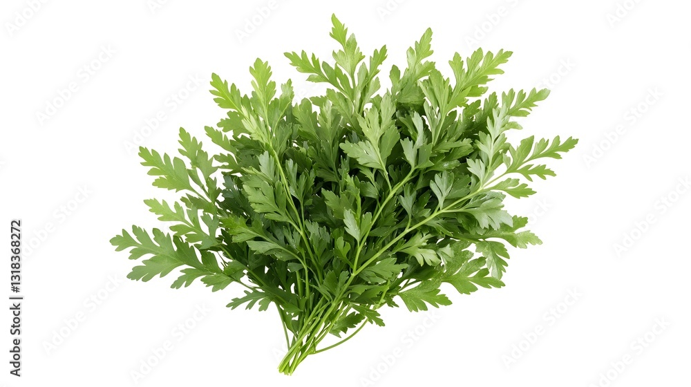 Obraz premium Freshly Harvested Chervil Herb Bouquet Against Pure White Background