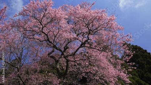 Wallpaper Mural 栃木・叶桑沢の江戸彼岸桜06 Torontodigital.ca