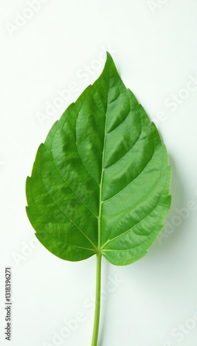 Delicate leaf touches the pristine surface of white, garden, foliage, isolated