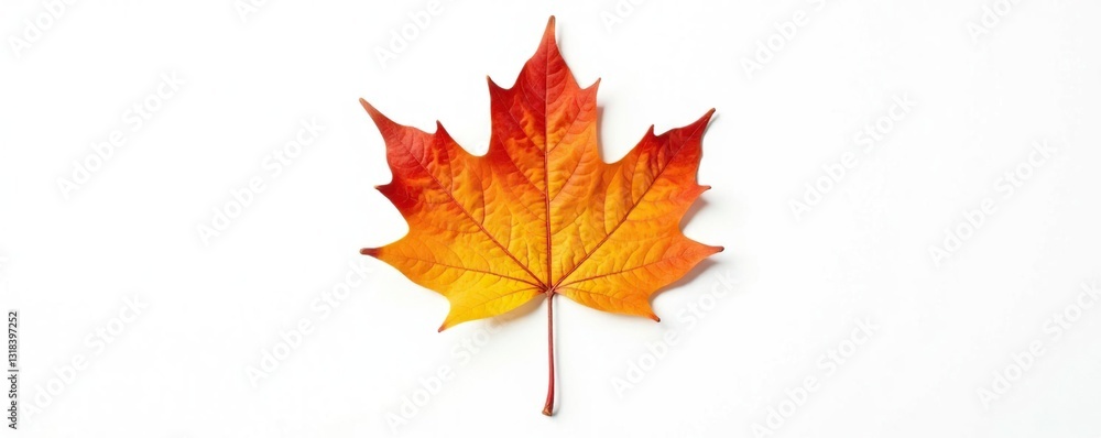 delicate maple leaf with veins isolated on white background, single, leafy delicate maple leaf with veins isolated on white background, single, leafy