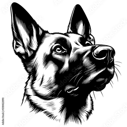 Hand drawn Malinois portrait, vector sketch isolated on white background, SVG vector	