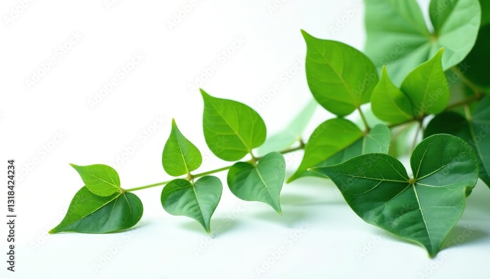 delicate ivy leaves isolated on white background, forest, herbaceous delicate ivy leaves isolated on white background, forest, herbaceous
