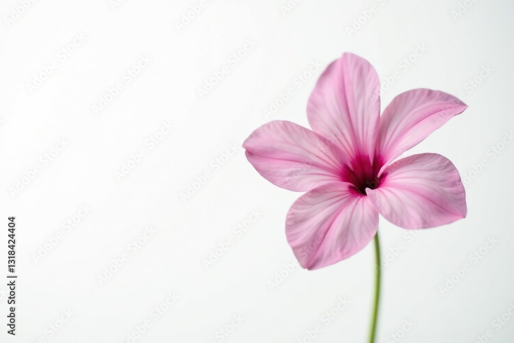 Fototapeta premium Single flower bloom isolated in pure white space, flowerimage, flowerpower, flowersofnature