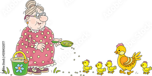 Funny granny feeding with grains from a bucket her hen and brood of merry yellow chicks walking in a poultry-yard in a summer morning, vector cartoon illustration isolated on a white background