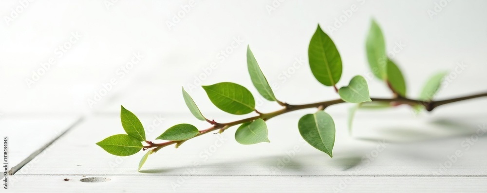 Fototapeta premium Single branch with leaves on a wooden surface on a white background, foliage, stem, simple