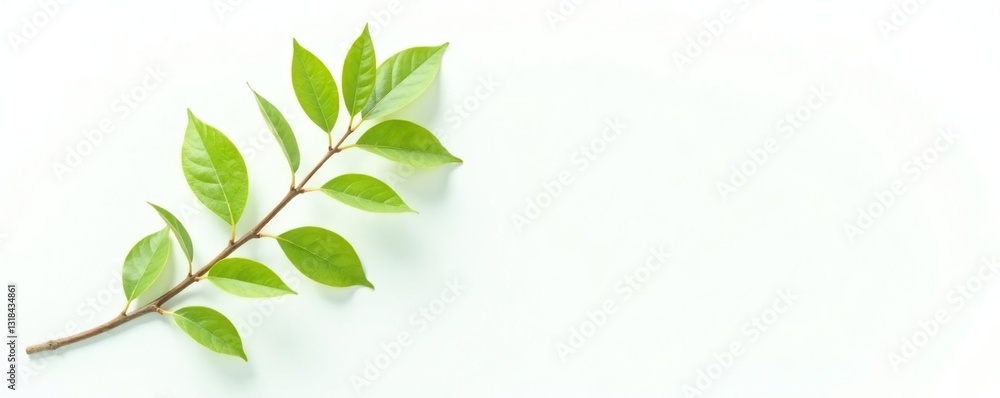 Single branch with leaves on white background, greenery, white Single branch with leaves on white background, greenery, white