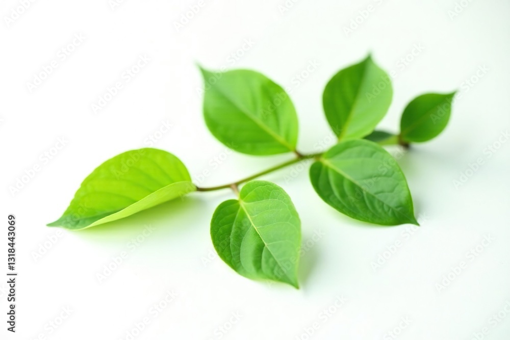 Single branch with leaves on white background, solitary, greenery, isolated background Single branch with leaves on white background, solitary, greenery, isolated background