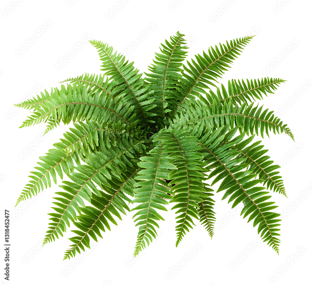 Lush Green Fern Leaves Isolated in white & transparent Lush Green Fern Leaves Isolated in white & transparent