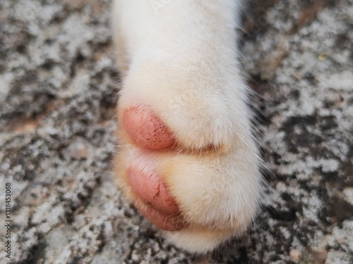 Cat dander can be harmful to human health because it can transmit diseases, allergies, and respiratory irritation.