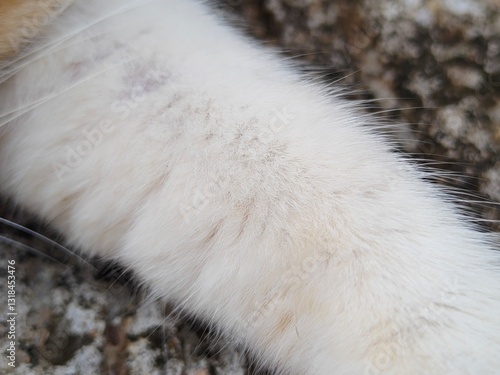 Fényképezés Cat dander can be harmful to human health because it can transmit diseases, allergies, and respiratory irritation