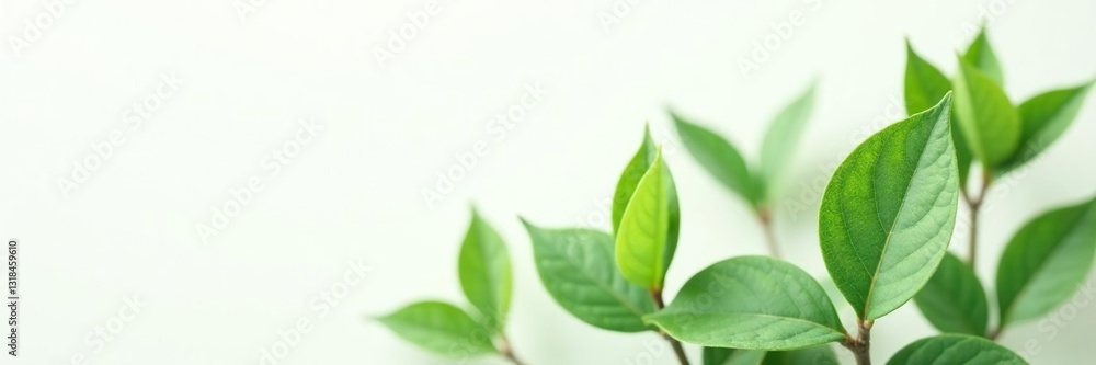 Fototapeta premium Delicate green plant leaves on a plain white background, foliage, simple, minimalist