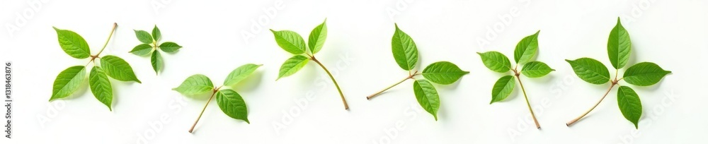 Single branches on a white background with subtle leaf shadows, foliage, organic, greenery Single branches on a white background with subtle leaf shadows, foliage, organic, greenery