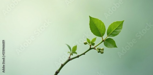 Small twig with tiny buds on a plain background, leaf, abstract, simple