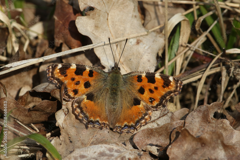 A rare Large Tortoiseshell Butterfly, Nymphalis polychloros, on the ground on leaf litter enjoying the sunshine in a woodland clearing.