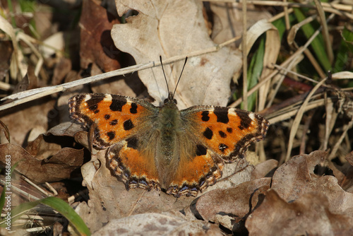 Obraz na płótnie A rare Large Tortoiseshell Butterfly, Nymphalis polychloros, on the ground on leaf litter enjoying the sunshine in a woodland clearing. w salonie