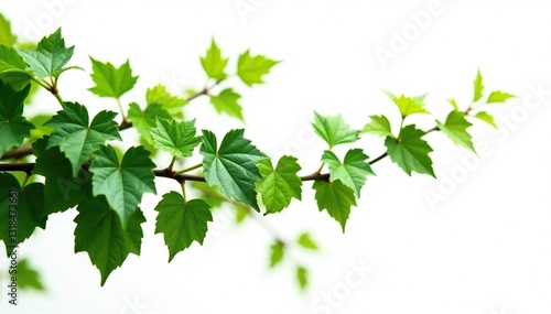 Wallpaper Mural Vines with thick leaves branching out isolated on white background, foliage, plants, branches Torontodigital.ca