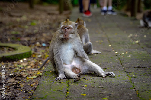 Photography A monkey sits on a stone path in a forested area, looking to the side