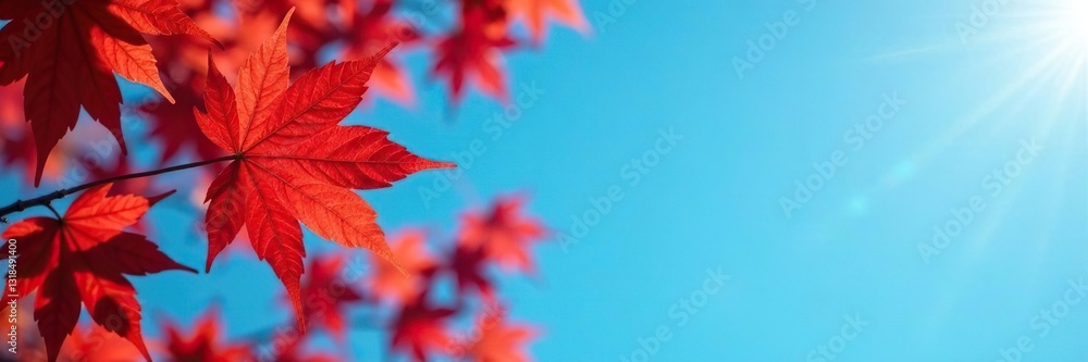 Crimson maple leaf spreads against cerulean sky backdrop, autumn, blue Crimson maple leaf spreads against cerulean sky backdrop, autumn, blue