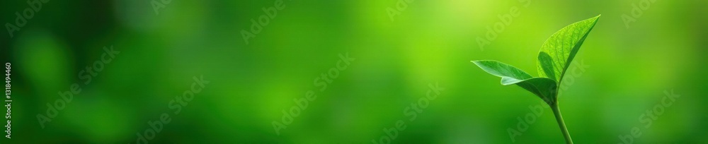 Fototapeta premium Delicate green leaves unfolding from a small white stem, nature, minimalist, greenery