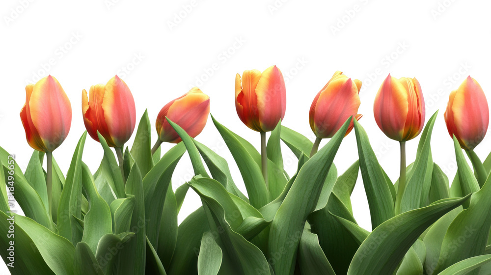 Fototapeta premium bouquet of tulips isolated on white background