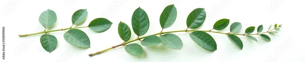 Fototapeta premium Single eucalyptus leaf isolated on white background with natural texture, plants, eucalyptus