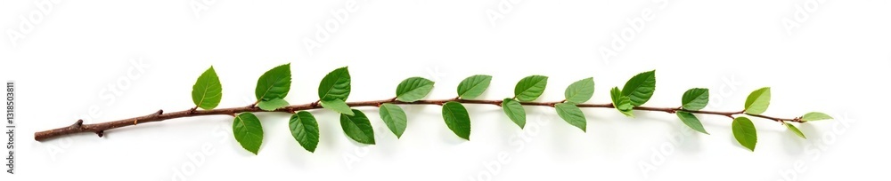 Single branch with intricate details isolated on white background, bark, photography, texture Single branch with intricate details isolated on white background, bark, photography, texture