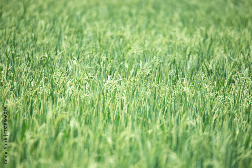 Rice Plants in a Field. Greenery field. Rice Plants in a Field. Greenery field.