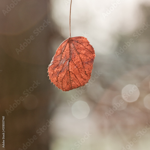 Einzelnes Herbtblatt