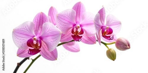 exquisite orchids bloom in profusion against stark white background, botany, flowers