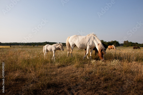 Mutterstute mit Fohlen