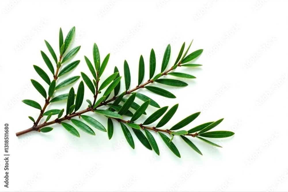 Obraz premium Sprig of evergreen branches isolated on white, foliage, branch