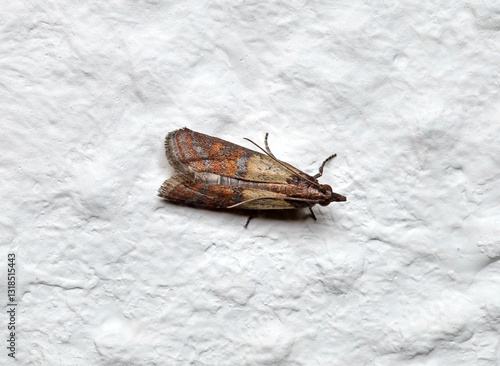 Adult Indian Meal Moth of the species Plodia interpunctella on white wall, top view