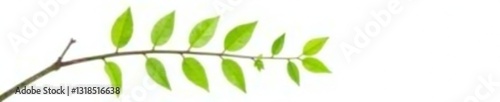 Single branch with leaves isolated on white background, simplicity, leaf