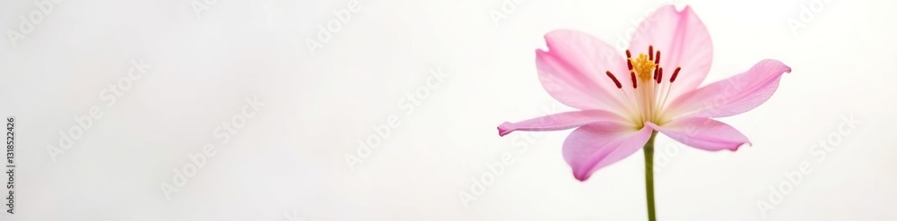 Single flower bloom on white background with soft focus, petals, nature, closeup Single flower bloom on white background with soft focus, petals, nature, closeup